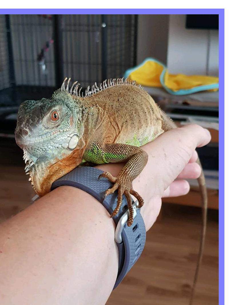 humidity for iguana – How to keep ?