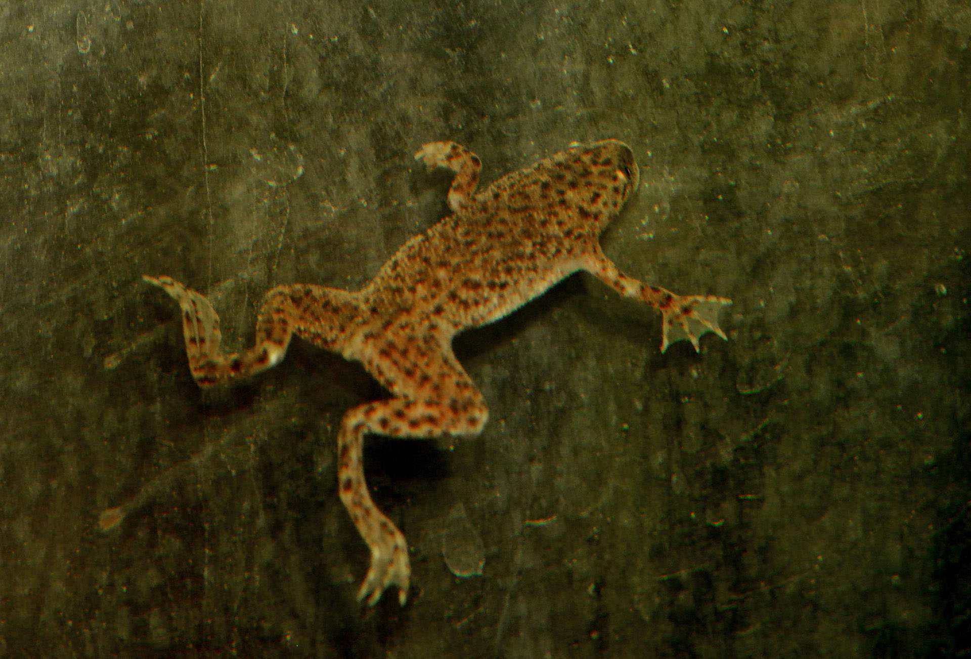 African Dwarf Frog Breed Information